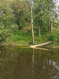 Guidet tur - Beversafari på Vestfosselva - SeaBreeze