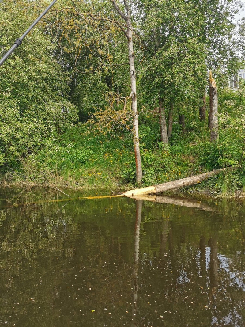 Guidet tur - Beversafari på Vestfosselva - SeaBreeze